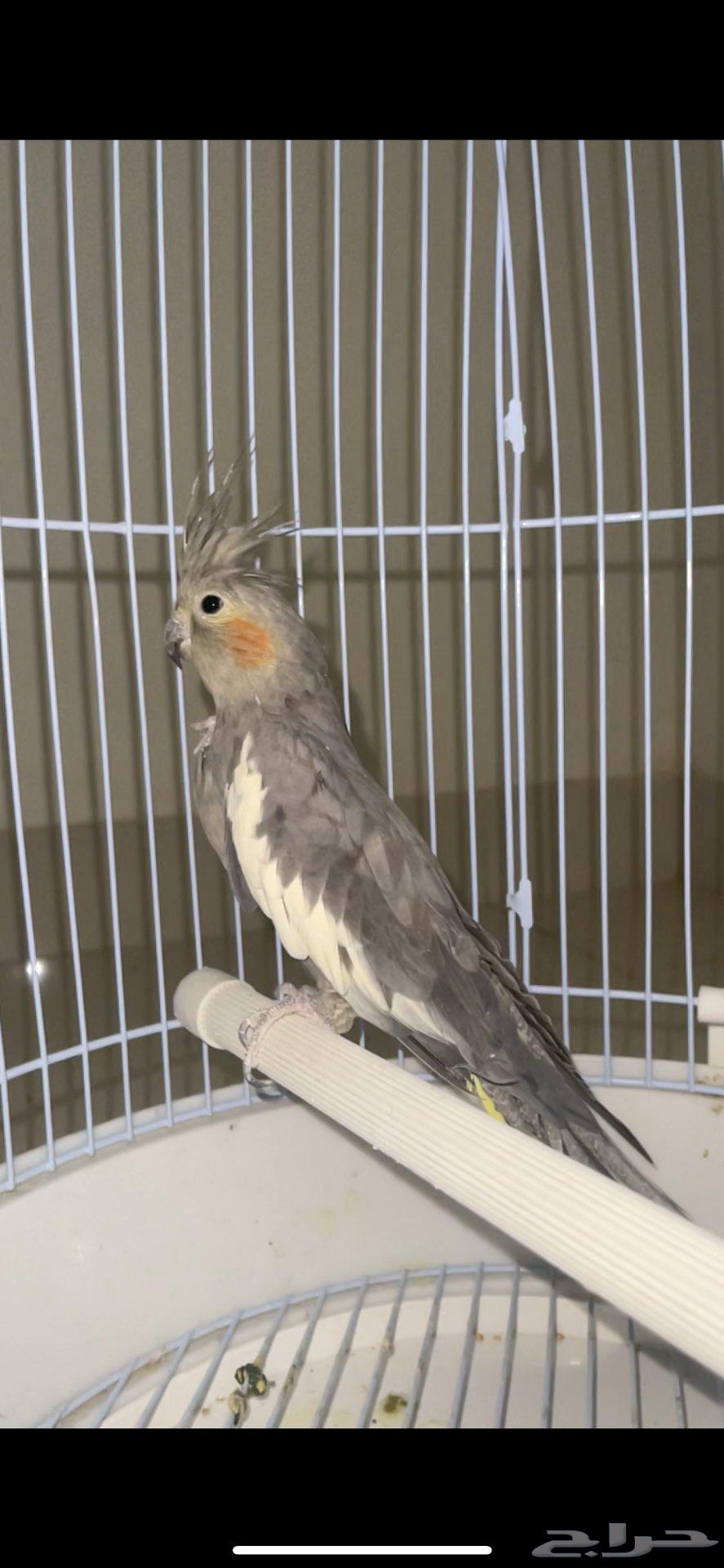 طير كروان للبيع64564698752515110