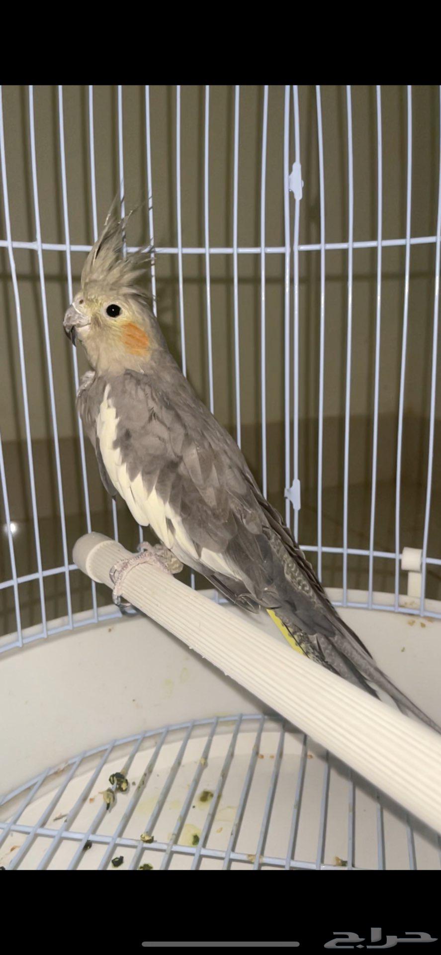 طير كروان للبيع64564698752515111