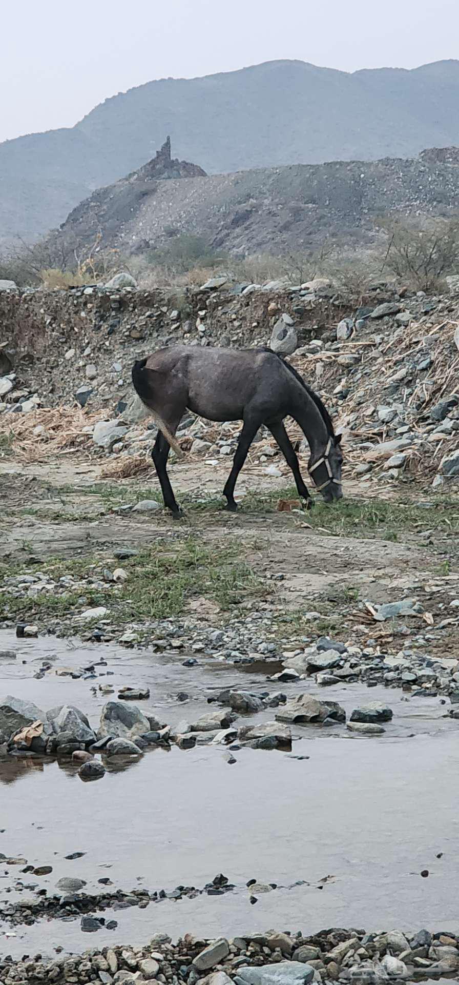 حصان شعبي ب2000ريال64565423792258111