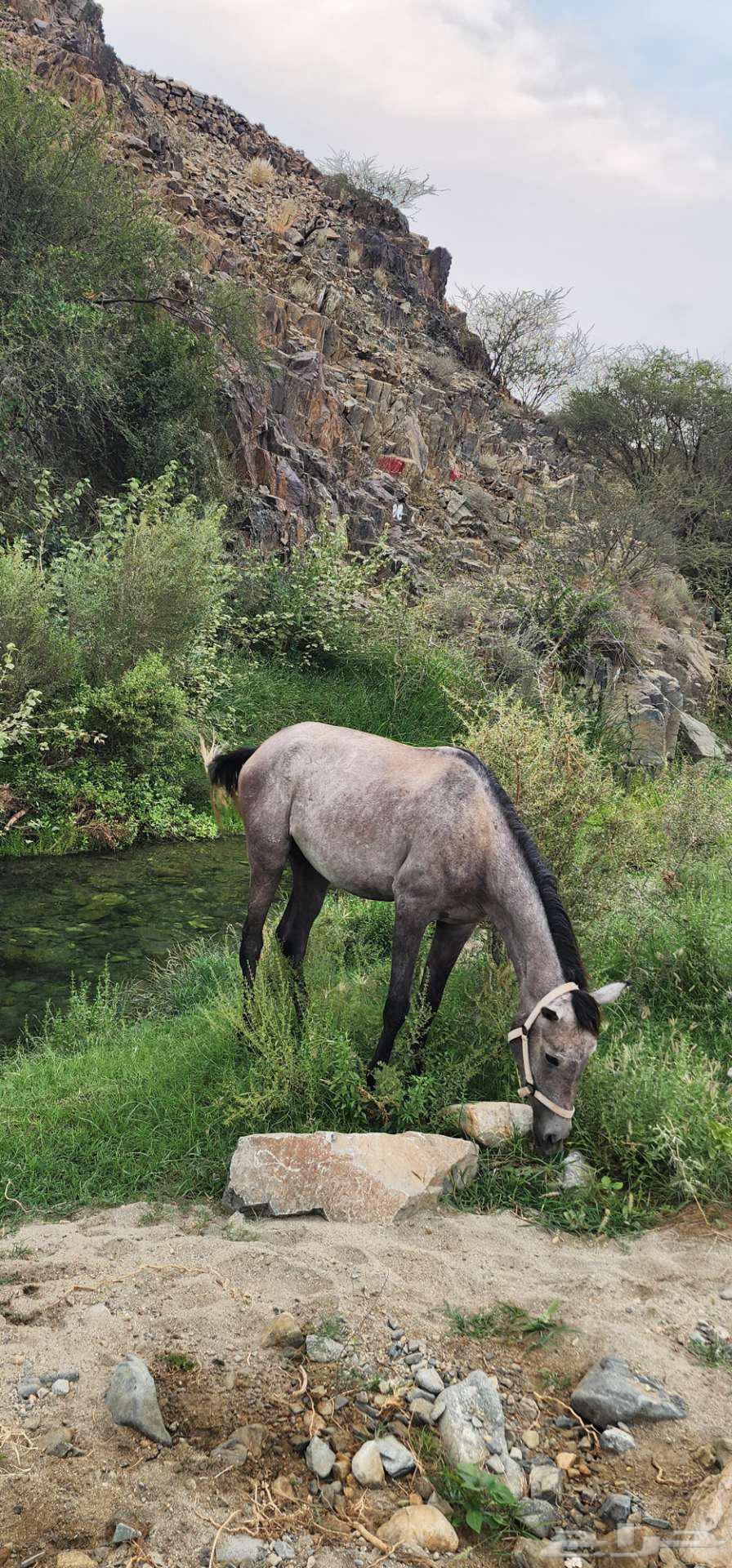 حصان شعبي ب2000ريال64565423792258110