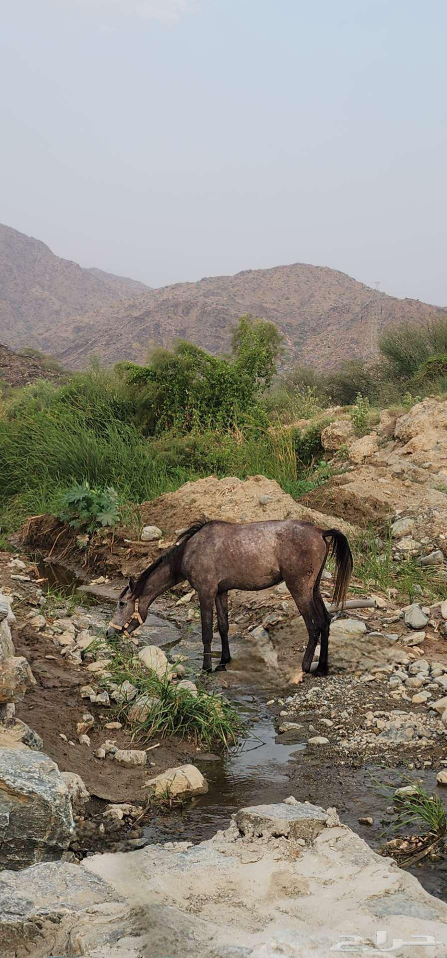 حصان شعبي ب2000ريال64565423792258112