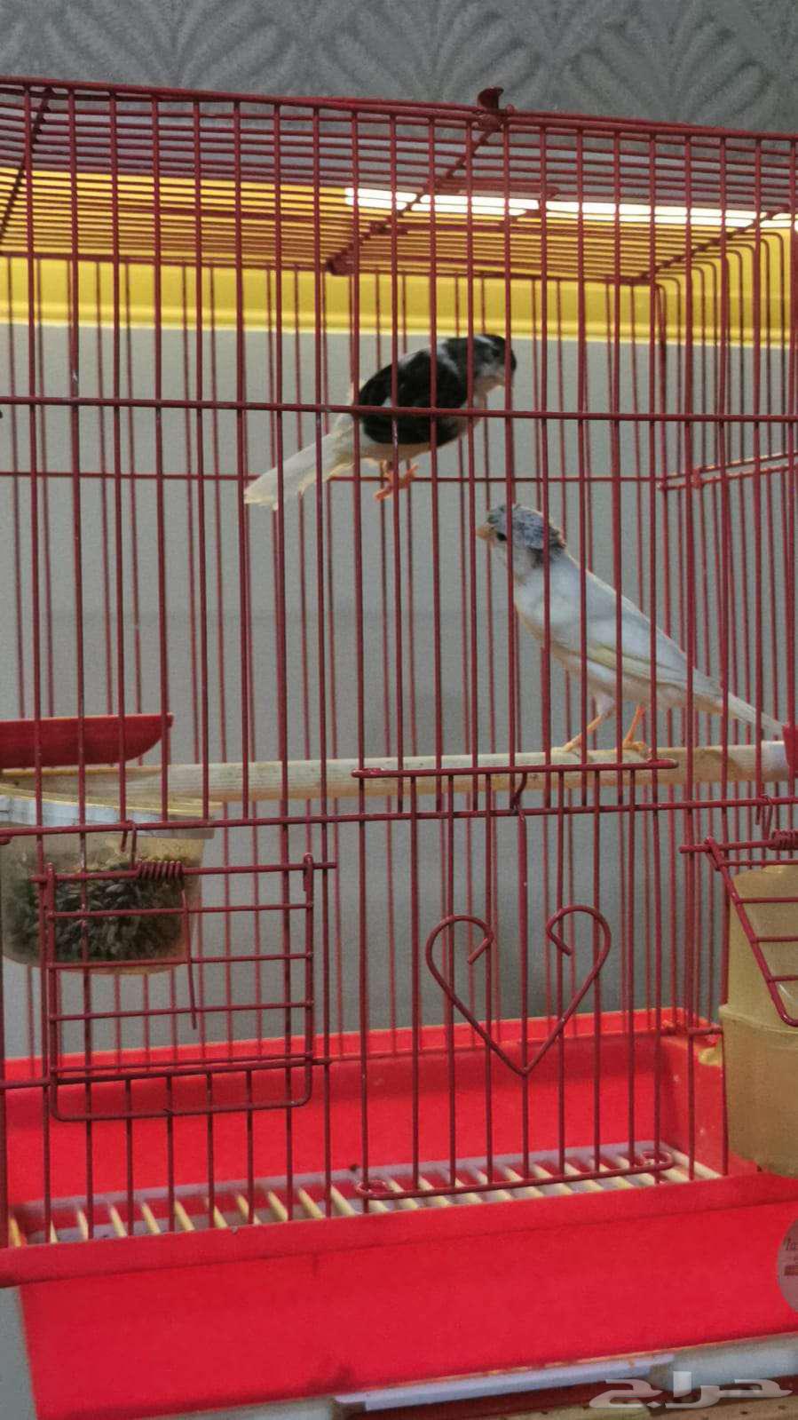 للبيع جوز كناري الاحساء64573754981763111