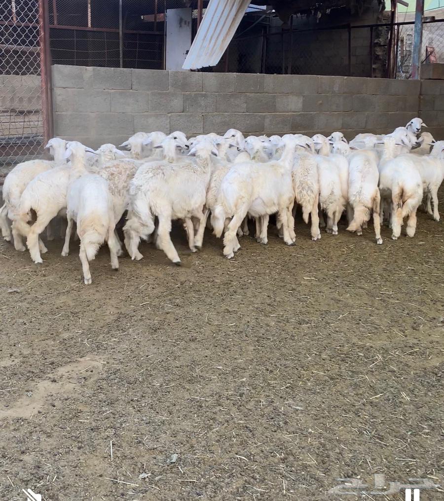 30 healthy sheep and rams for sale64570846238211113