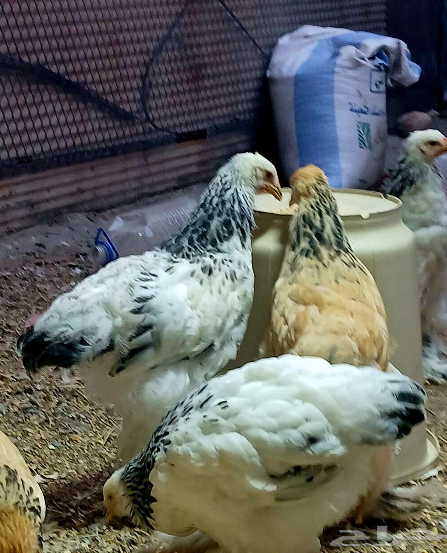 Brahma chicks, cuckoo and buff, sold at the requested price64564185053057111