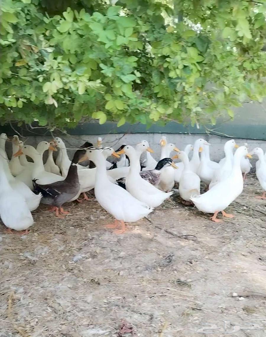 بط بكيني وشرشيري64556749322242110