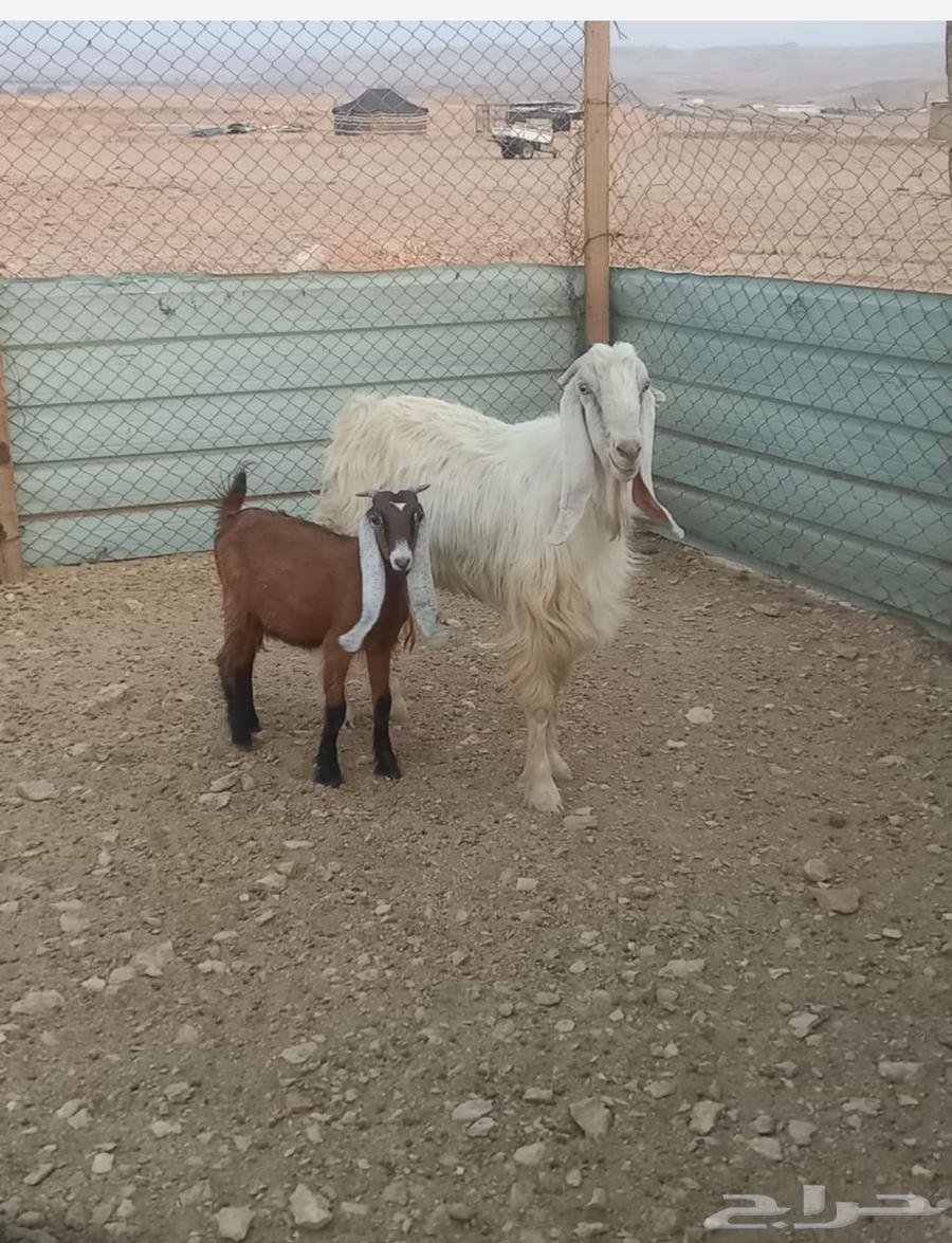 تيس وجفره للبيع64571106597378110