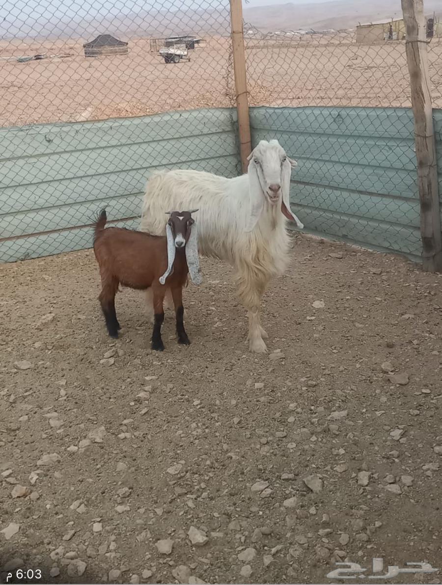 تيس وجفره للبيع64571106597378111