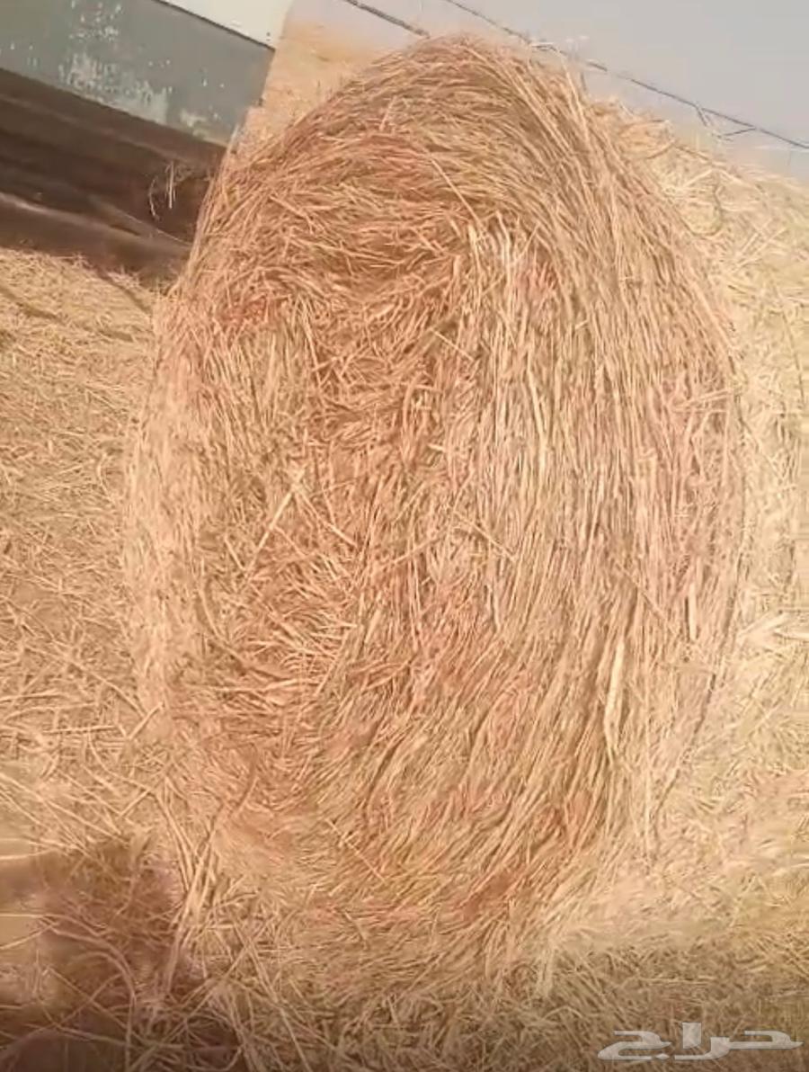 ذره جيزانيه للبيع64565103171459112