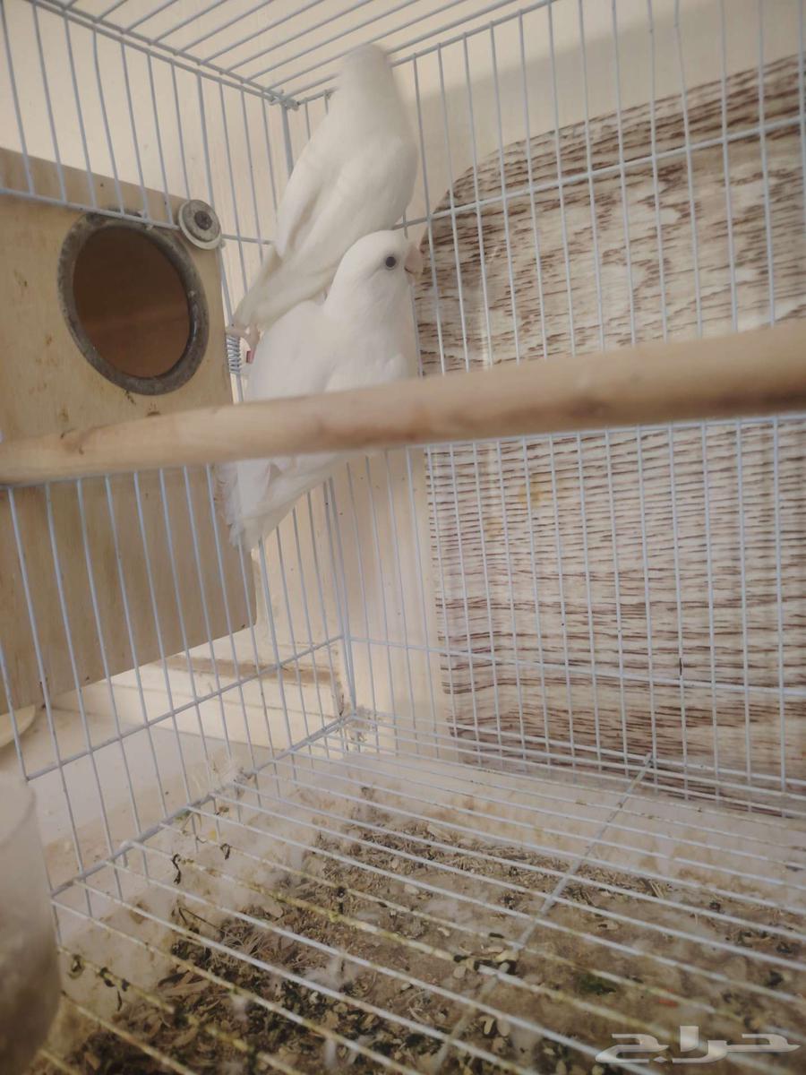 جوز روز منتج البينو64567406577283110