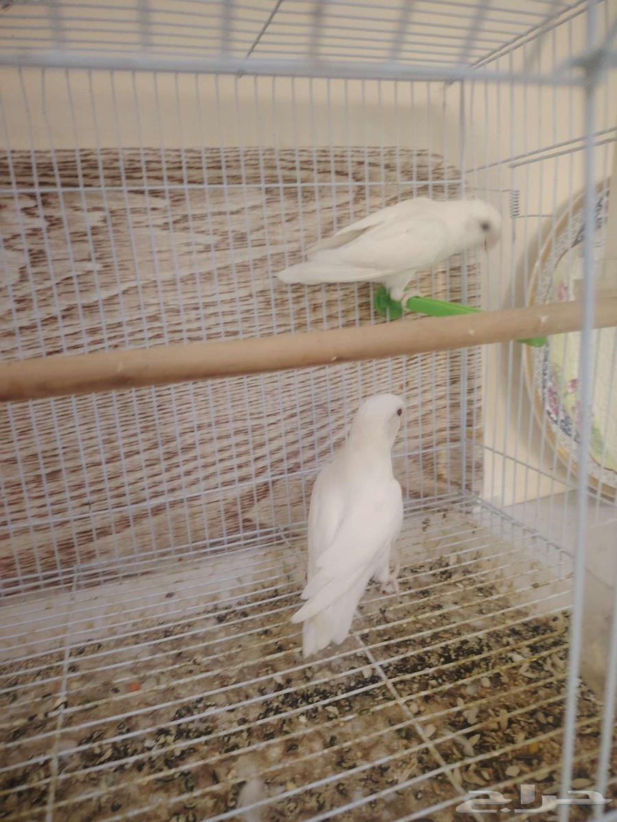 جوز روز منتج البينو64567406577283114