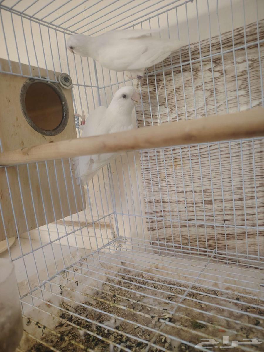 جوز روز منتج البينو64567406577283111