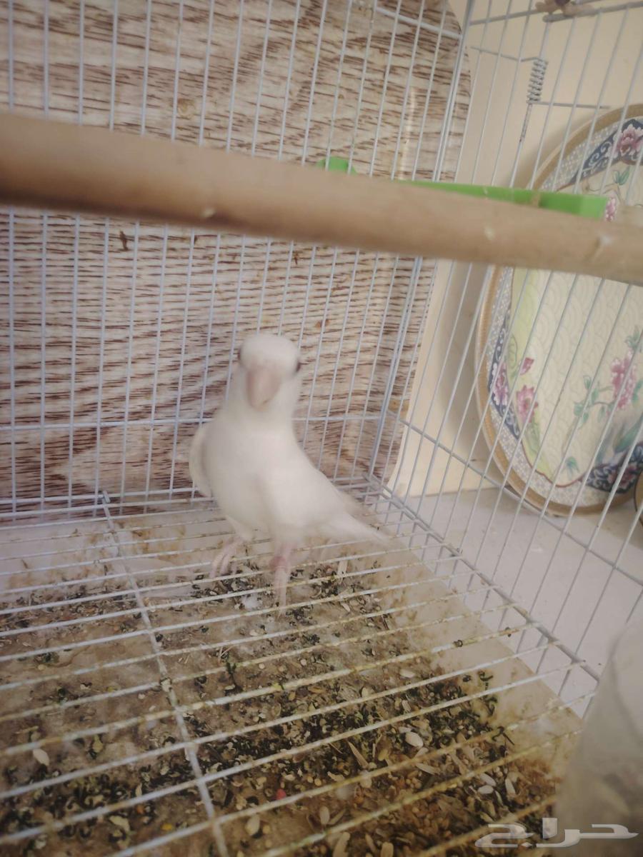 جوز روز منتج البينو64567406577283112