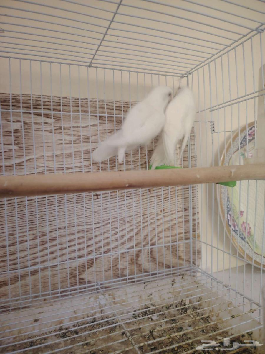 جوز روز منتج البينو64567406577283113