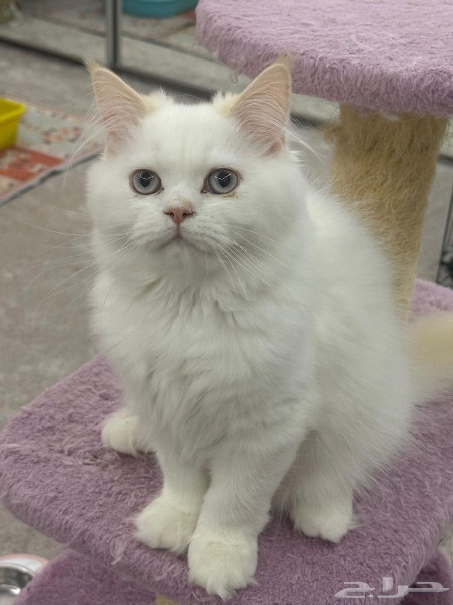 قطط للبيع64570996999554111