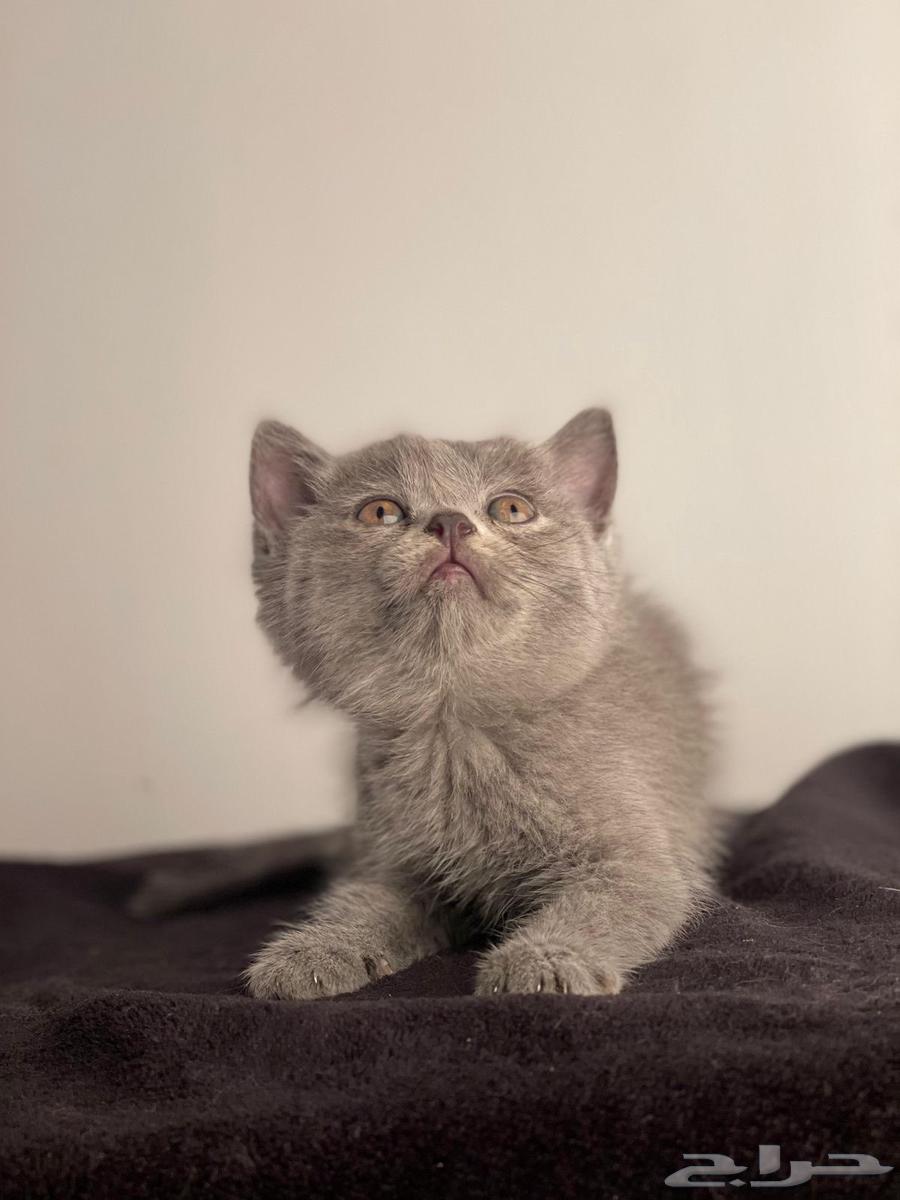 كيتن سكوتش فولد وستريت بسعر مخفض64568099956353111