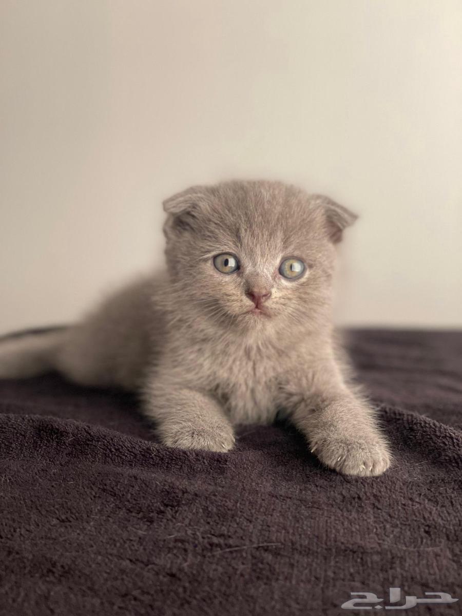 كيتن سكوتش فولد وستريت بسعر مخفض64568099956353112