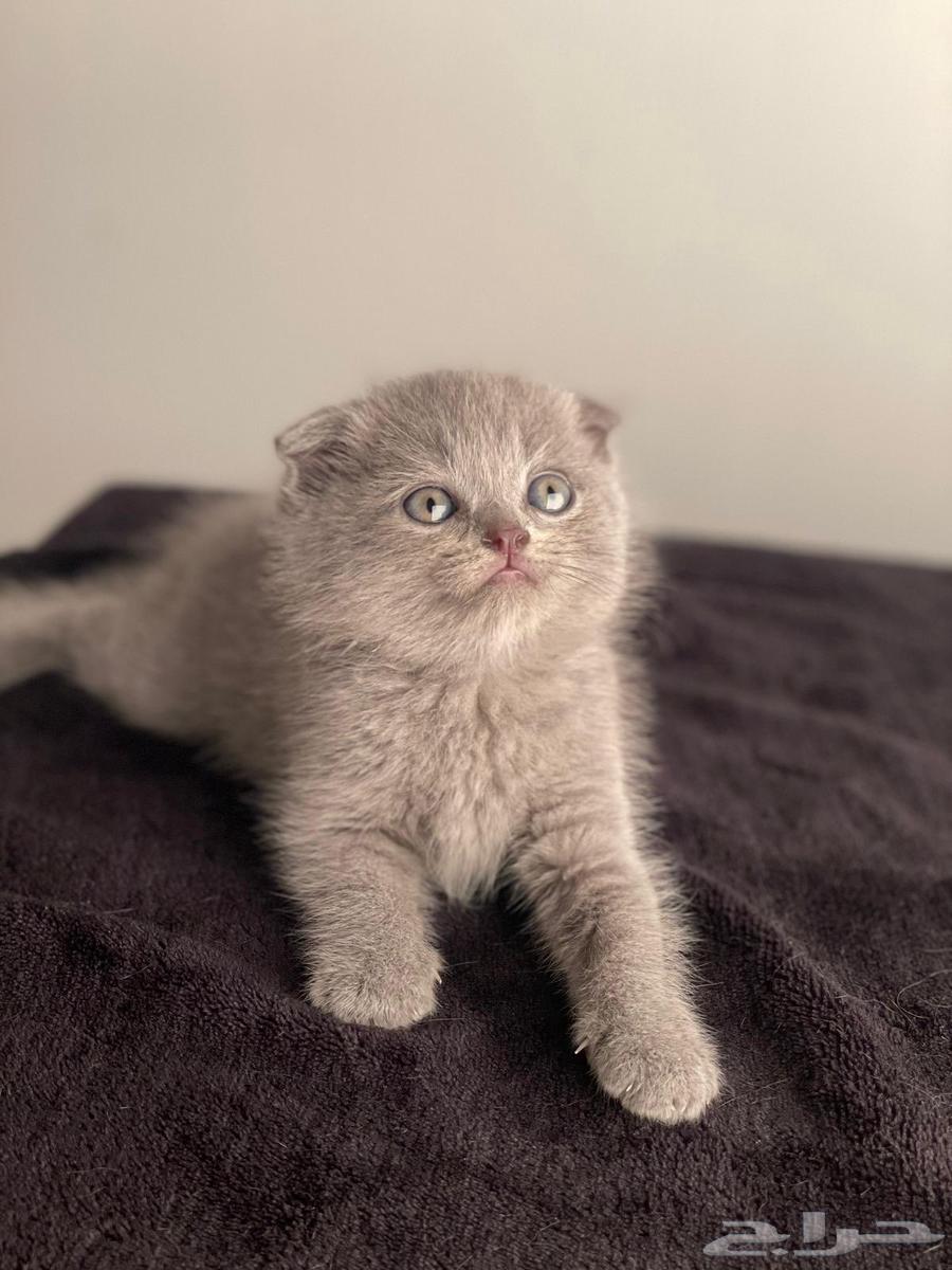 كيتن سكوتش فولد وستريت بسعر مخفض64568099956353113