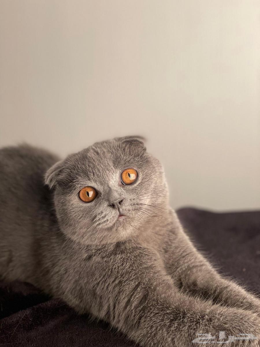 كيتن سكوتش فولد وستريت بسعر مخفض64568099956353114