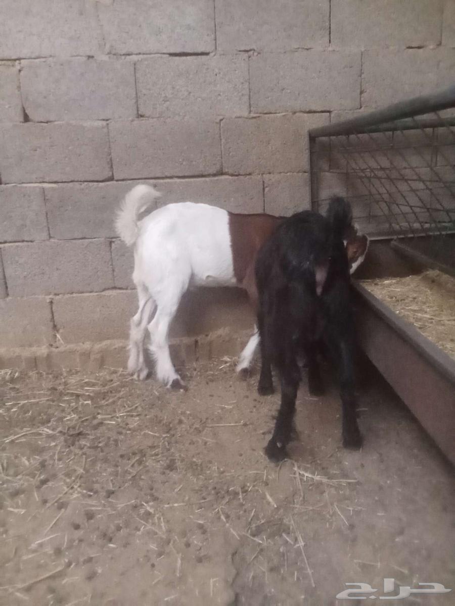 تم البيع تم البيع تم البيع تيوس للبيع64568331116417111