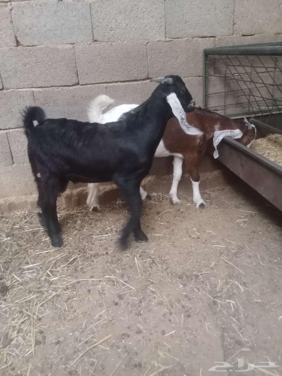 تم البيع تم البيع تم البيع تيوس للبيع64568331116417110