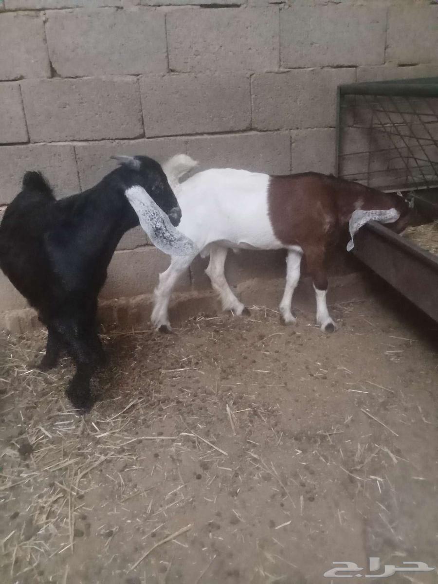 تم البيع تم البيع تم البيع تيوس للبيع64568331116417112