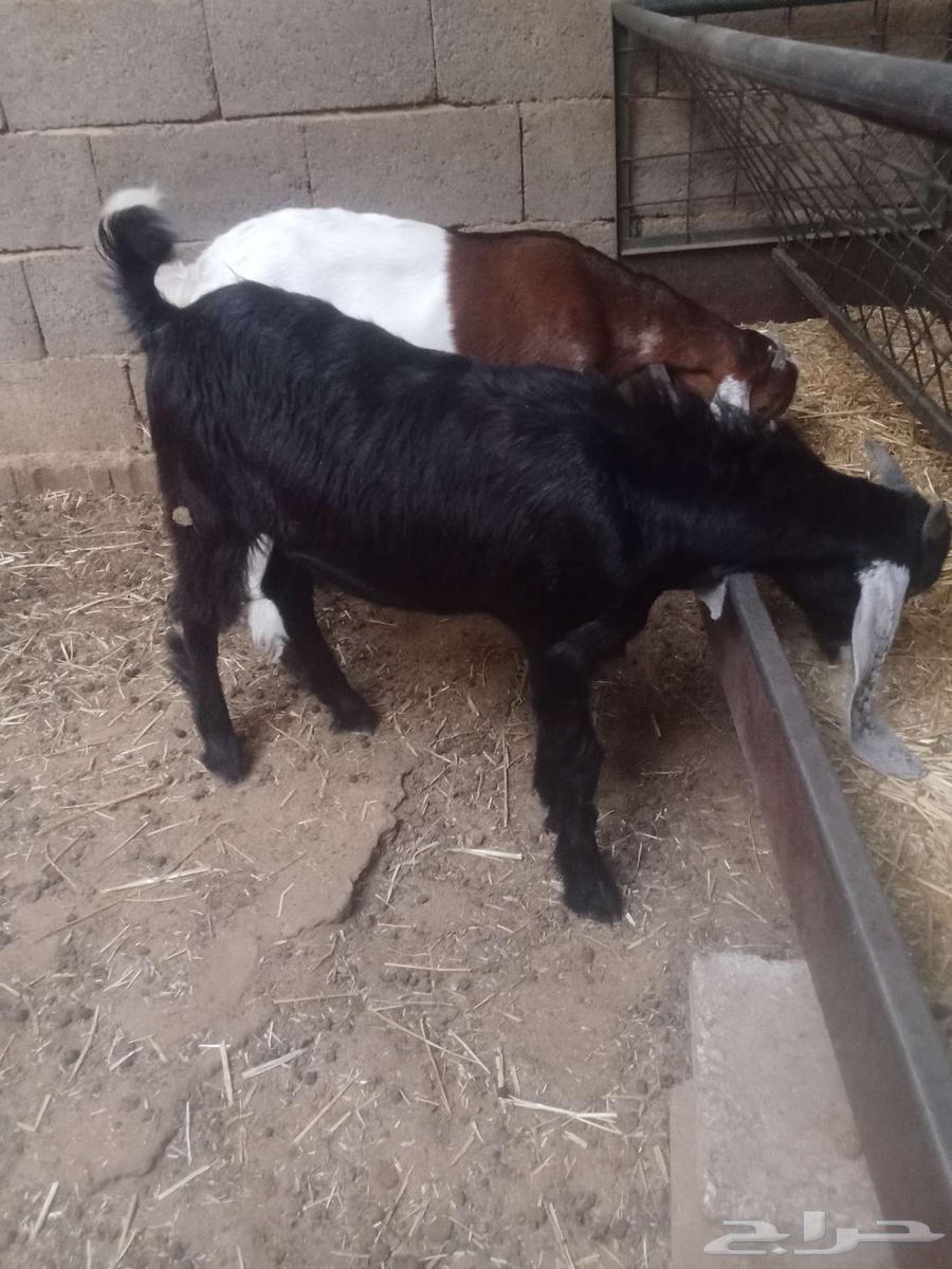 تم البيع تم البيع تم البيع تيوس للبيع64568331116417113