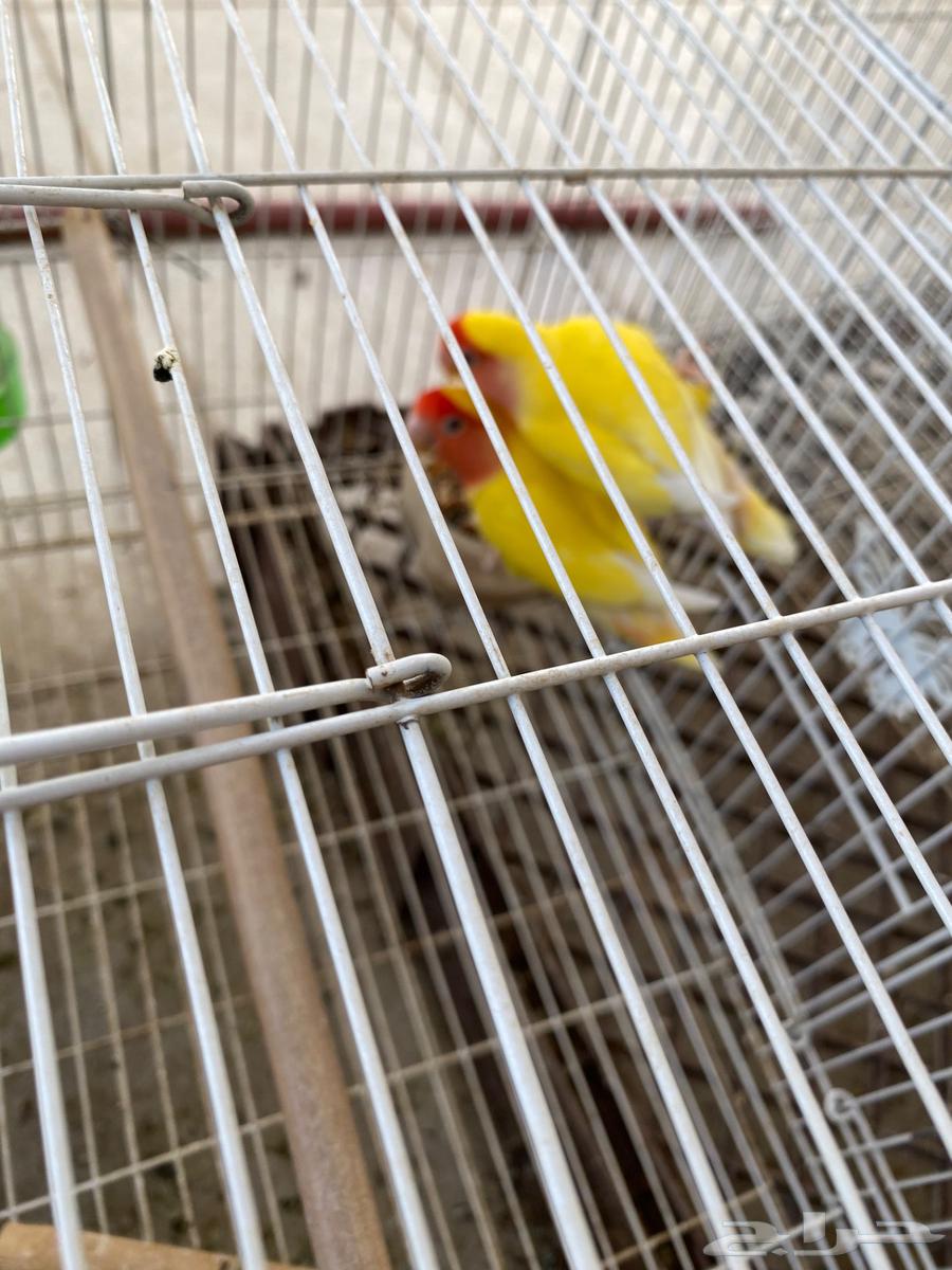 طيور الروز للبيع64568331256579110