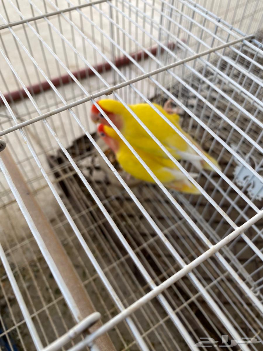 طيور الروز للبيع64568331256579111