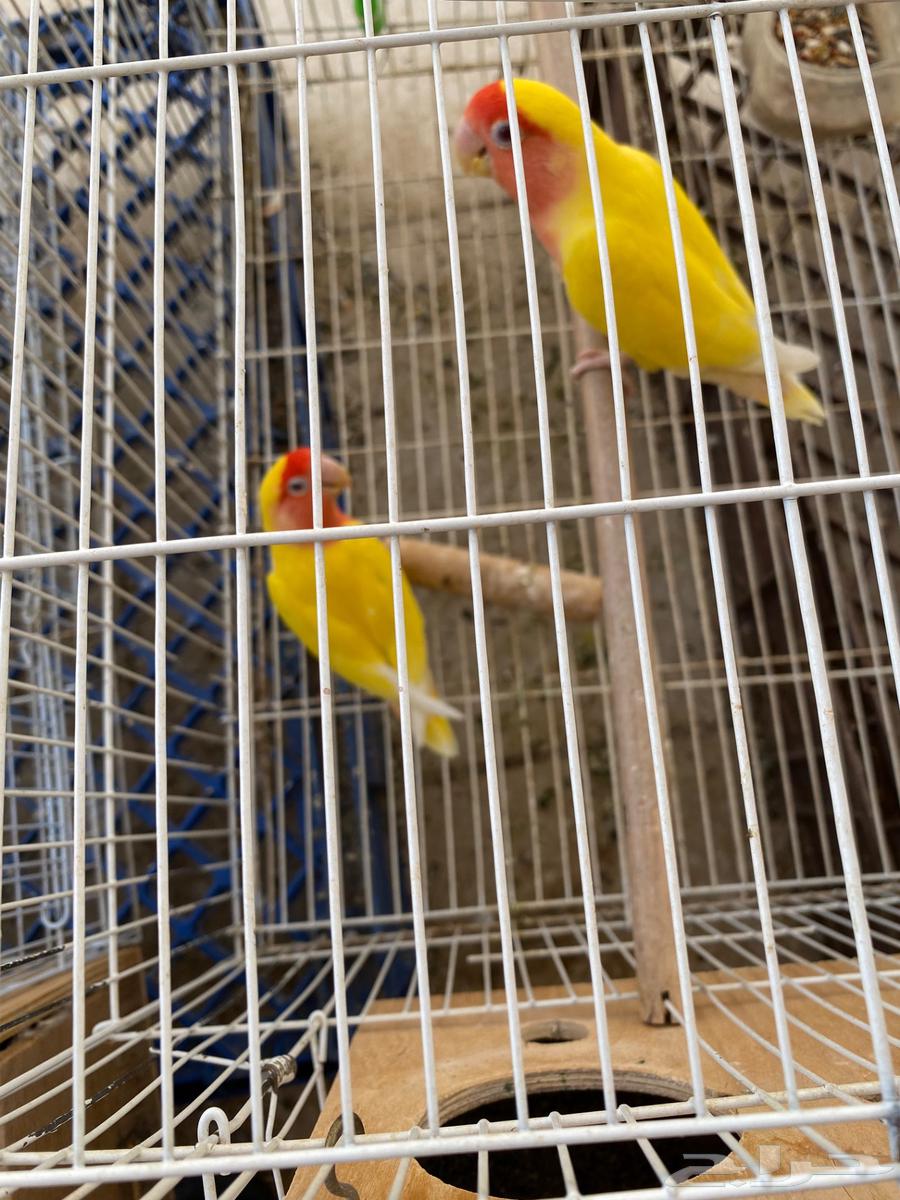 طيور الروز للبيع64568331256579112