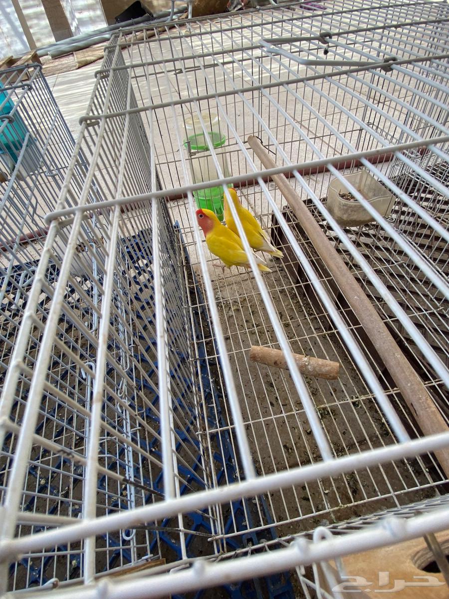 طيور الروز للبيع64568331256579113