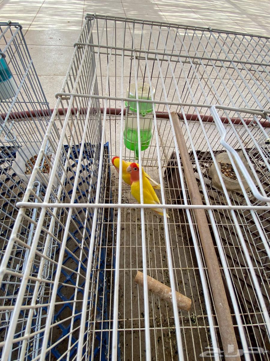 طيور الروز للبيع64568331256579114