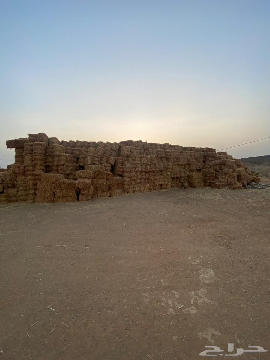 علف ذره جيزانيه حمراء64568454080642110