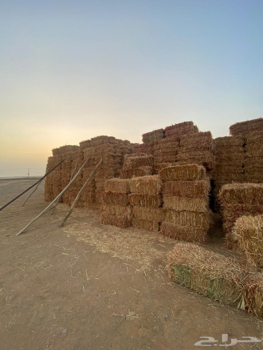 علف ذره جيزانيه حمراء64568454080642111