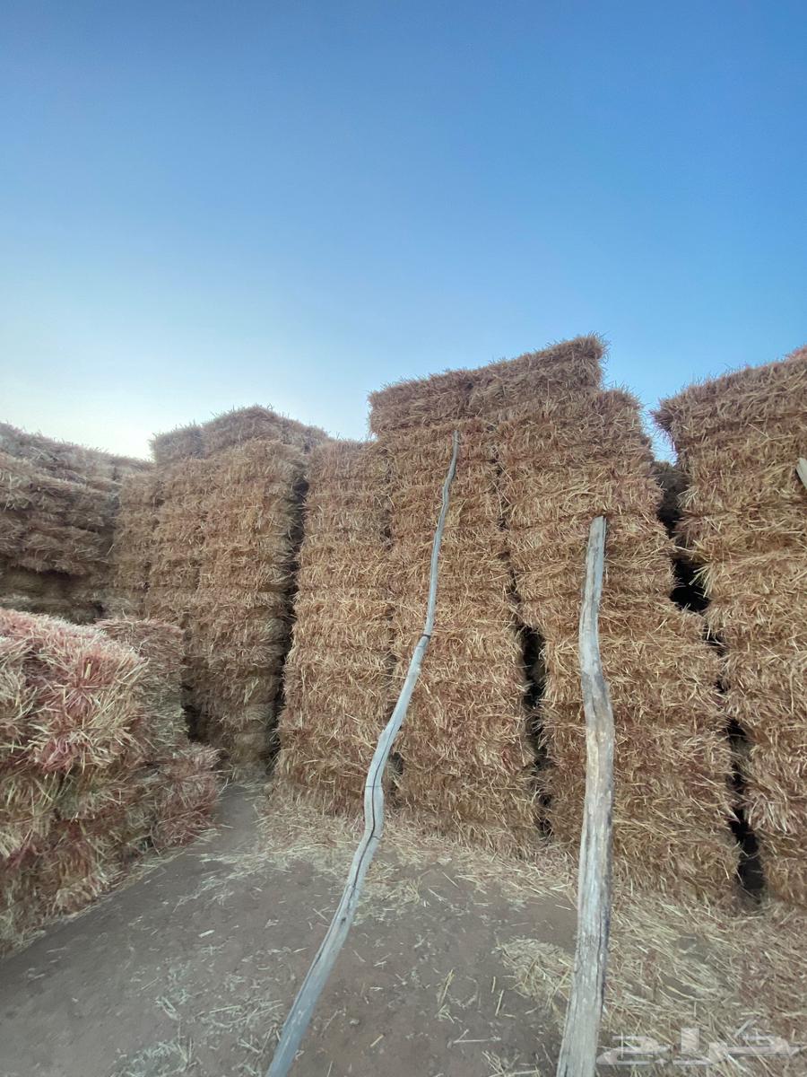 علف ذره جيزانيه حمراء64568454080642112