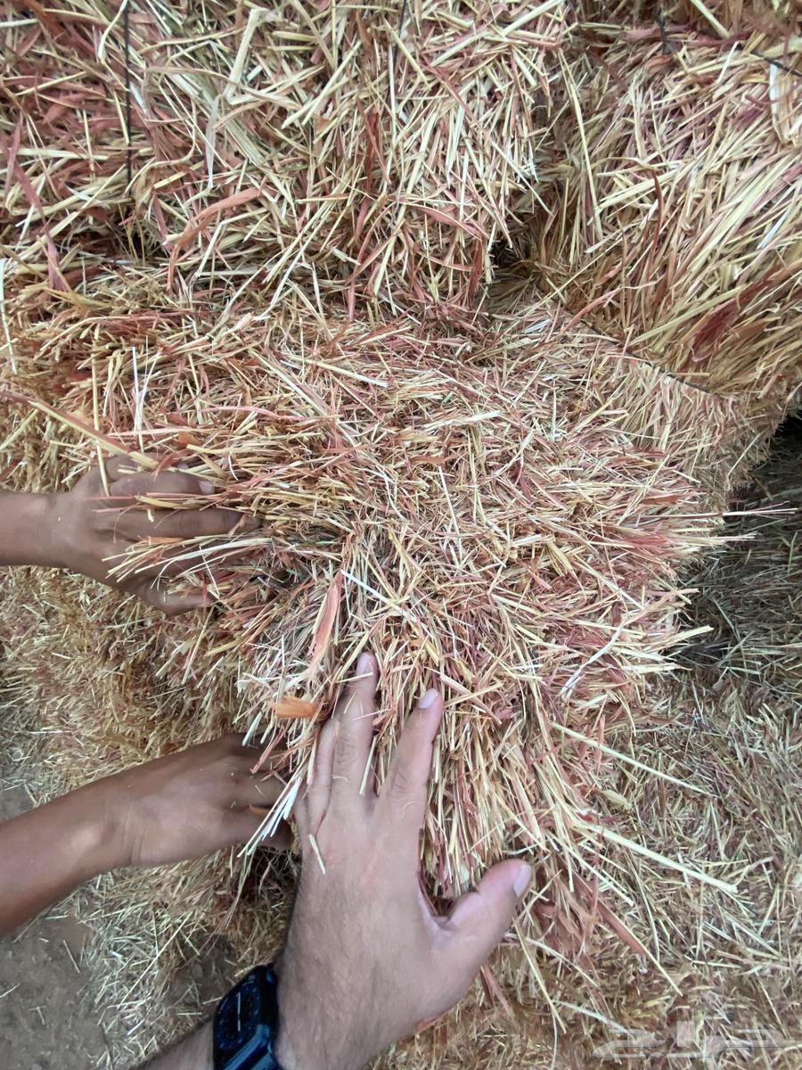 علف ذره جيزانيه حمراء64568454080642114