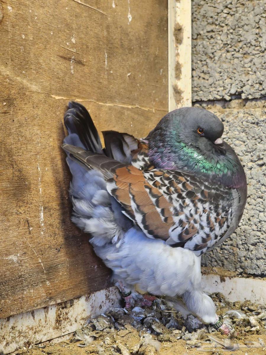 فحل مودينا64570162467459113