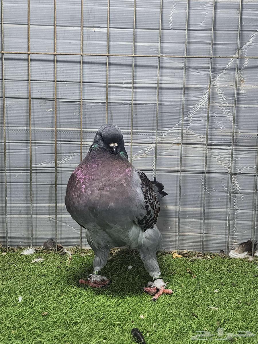 فحل مودينا64570162467459114