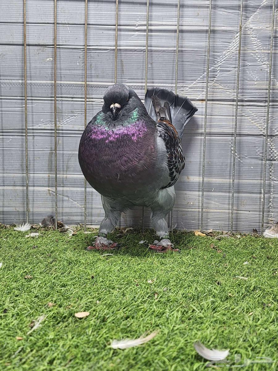 فحل مودينا64570162467459112