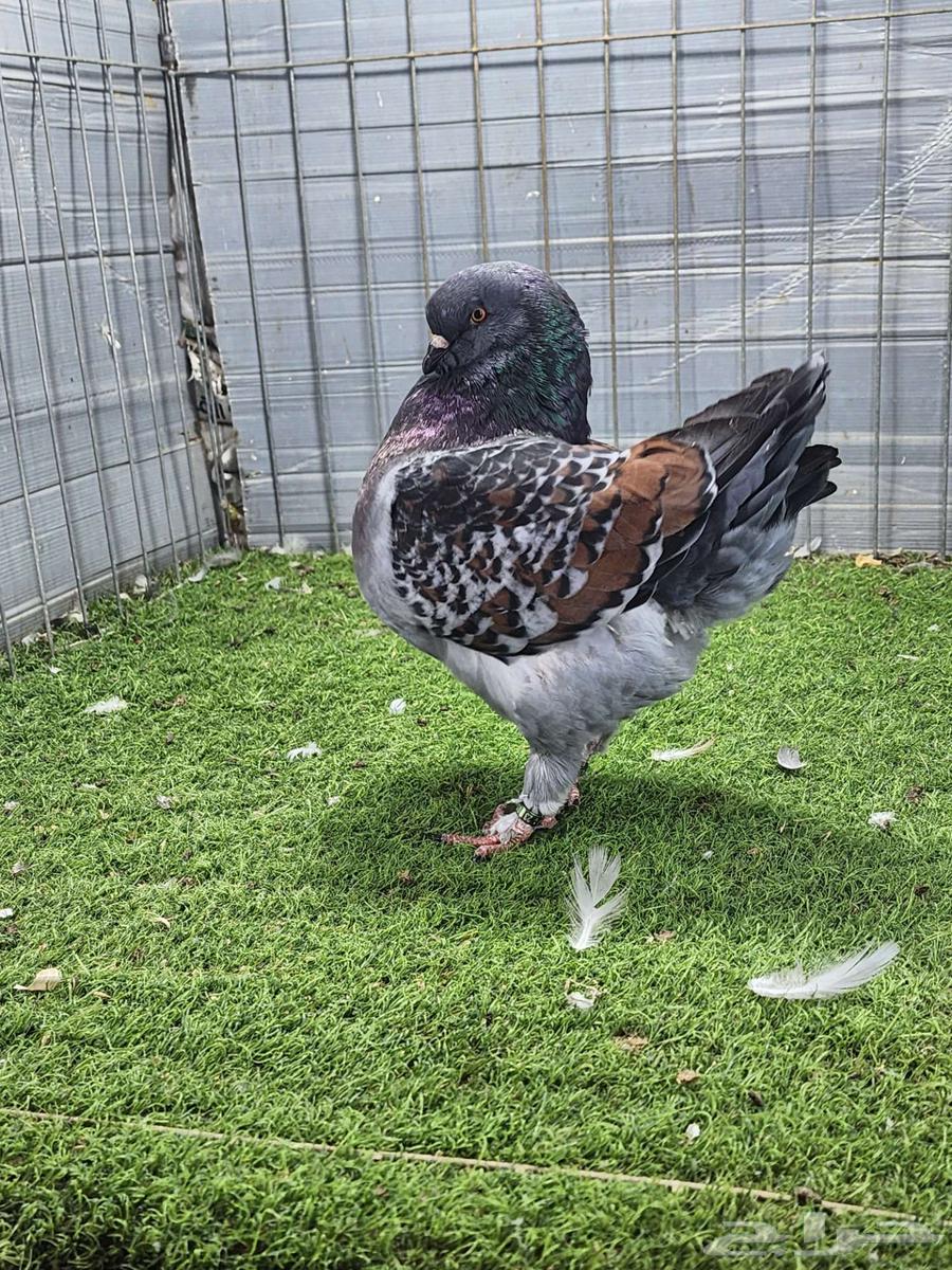 فحل مودينا64570162467459110