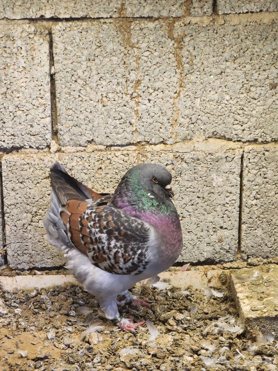 فحل مودينا64570162467459111