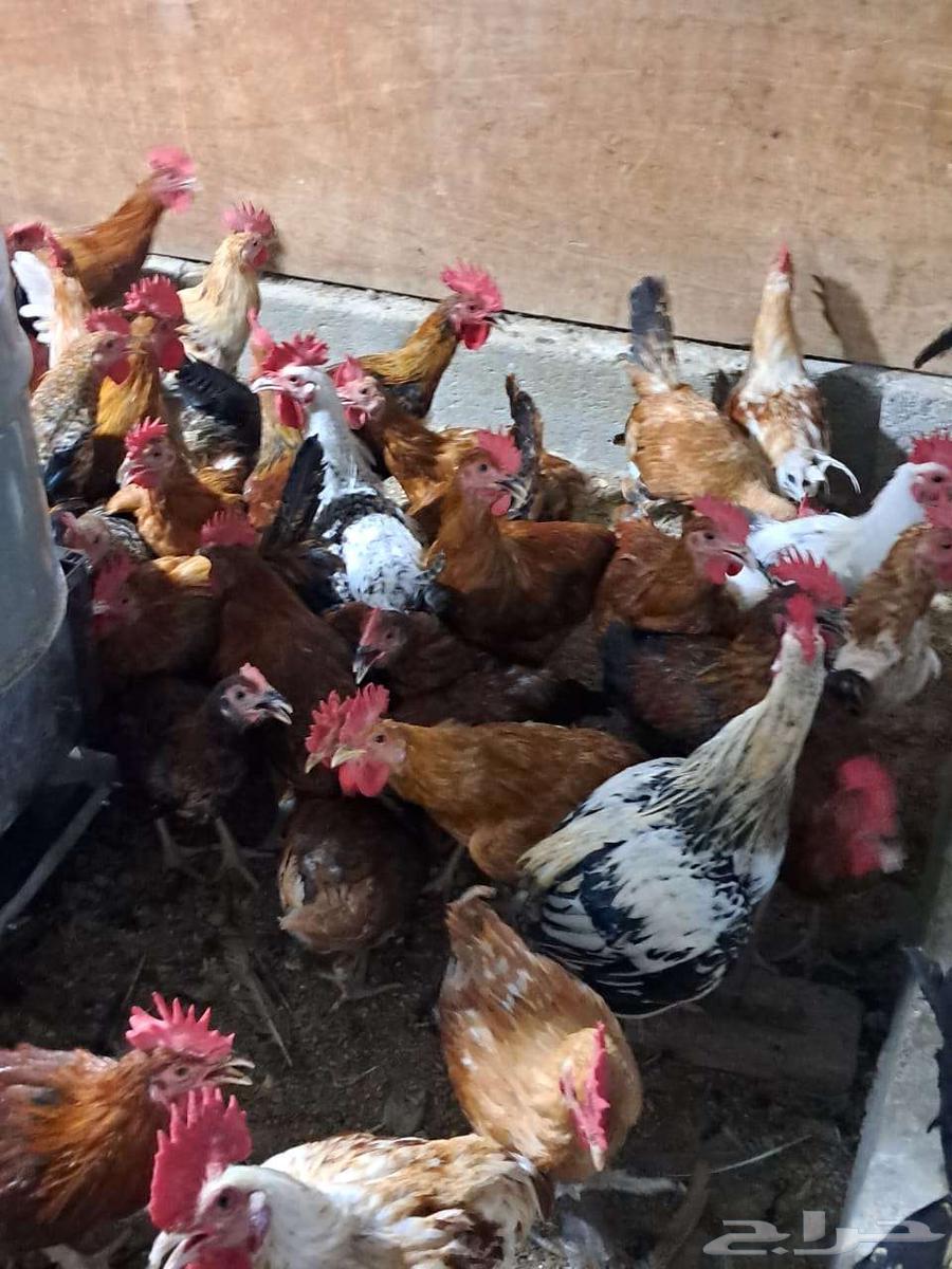 ديوك بلدي عمر 6 اشهر اعدد 150 من 1564570914571778110