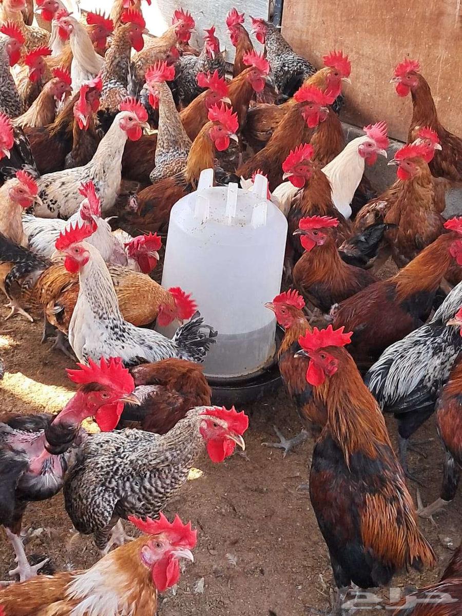 ديوك بلدي عمر 6 اشهر اعدد 150 من 1564570914571778114