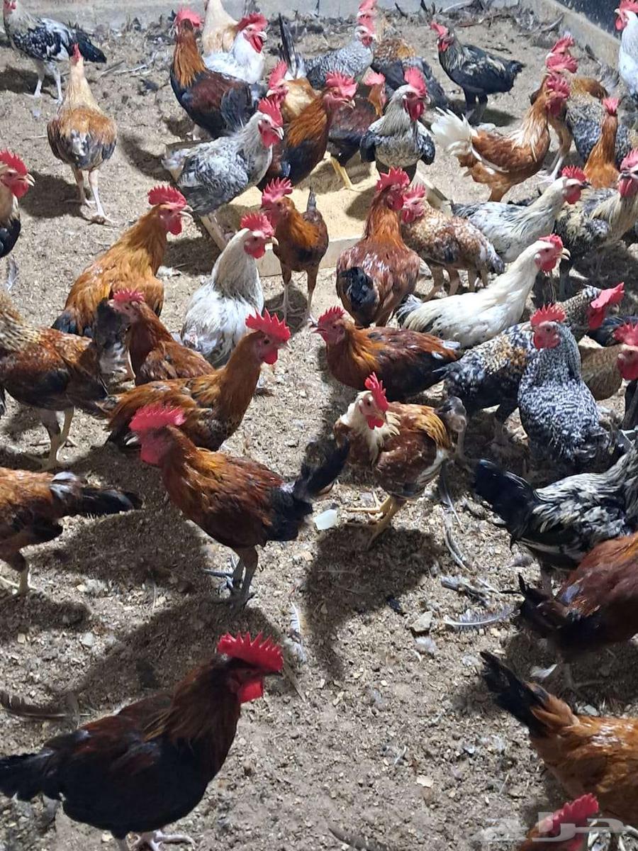 ديوك بلدي عمر 6 اشهر اعدد 150 من 1564570914571778112