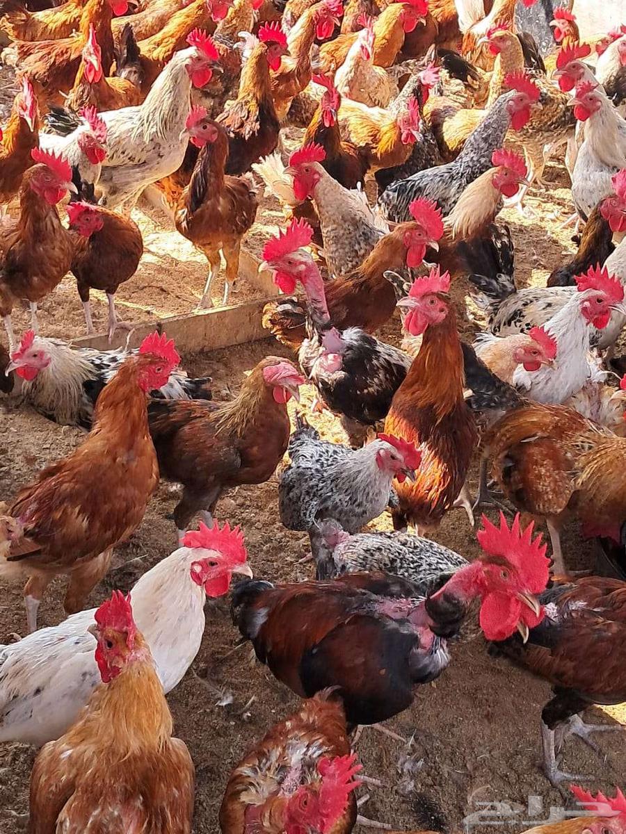 ديوك بلدي عمر 6 اشهر اعدد 150 من 1564570914571778113