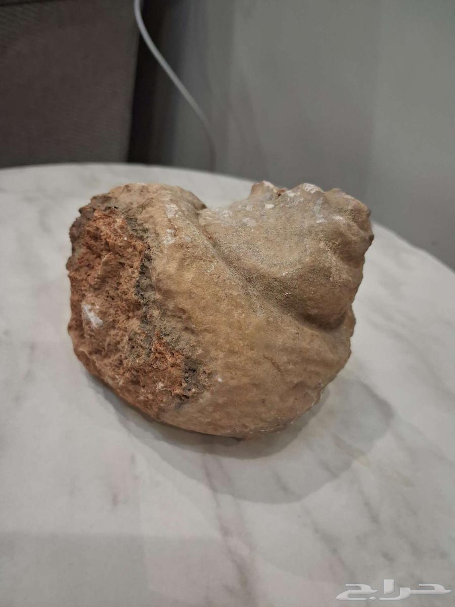 Fossilized shell64571052150147111