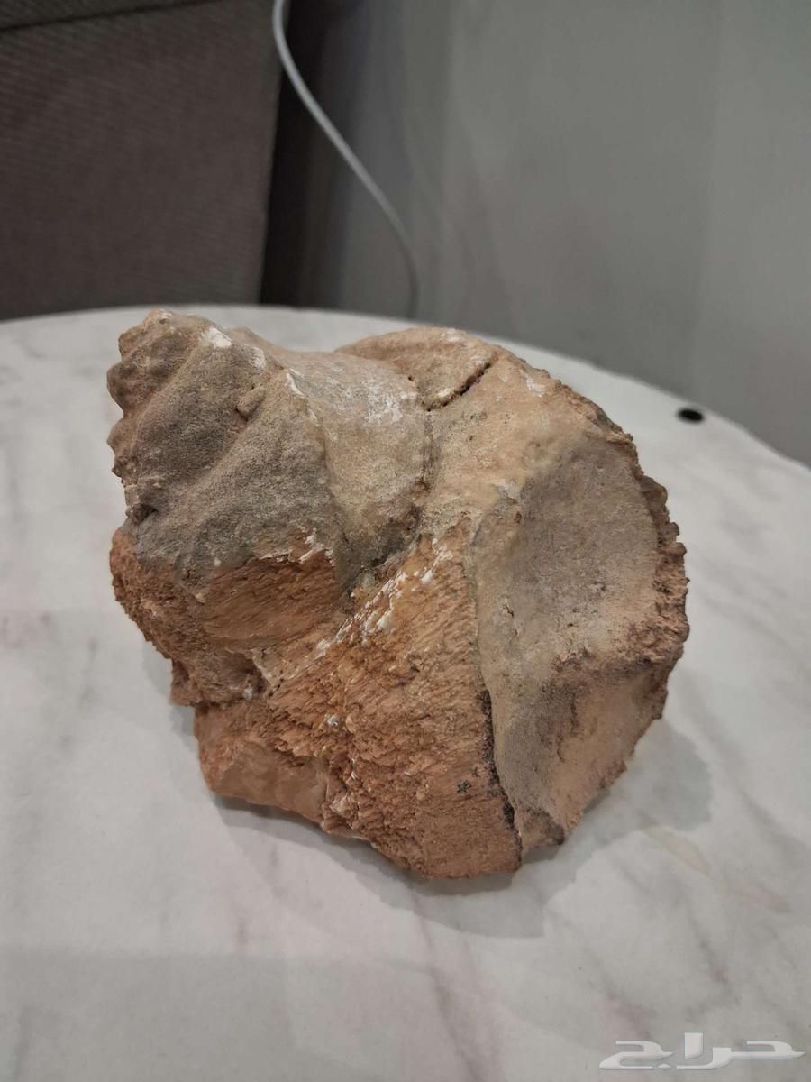 Fossilized shell64571052150147110