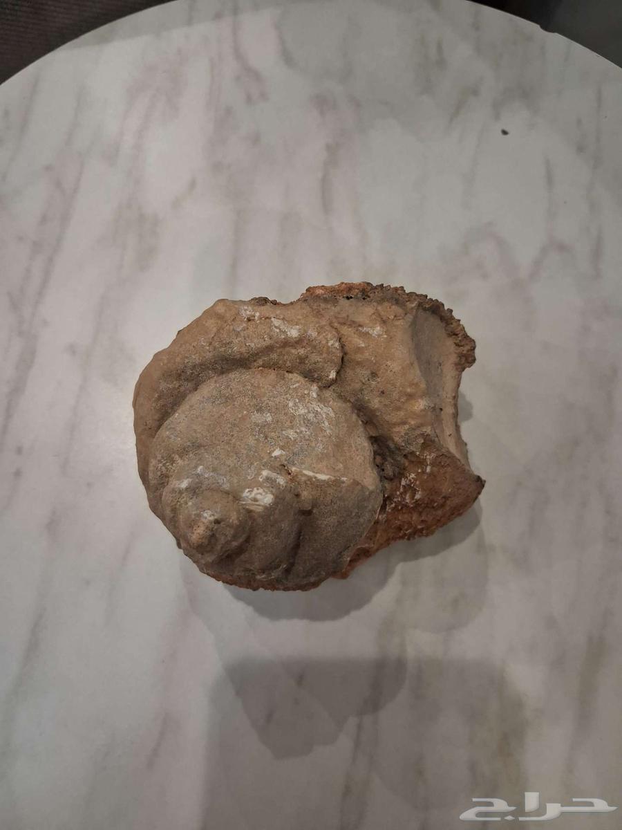 Fossilized shell64571052150147112