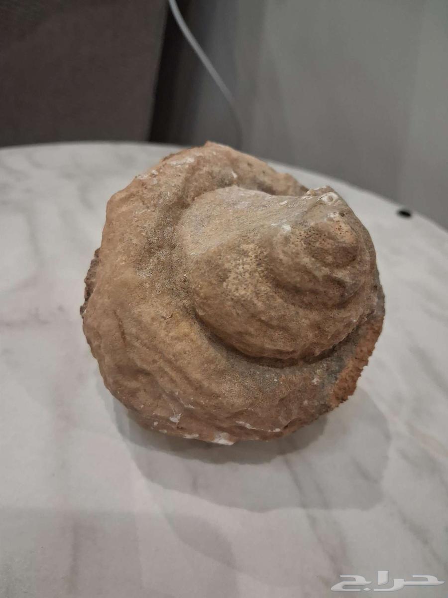 Fossilized shell64571052150147113