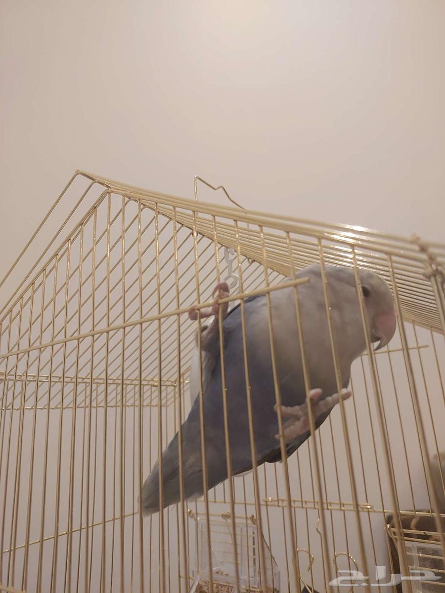 طائر روز مميز64483598410881110