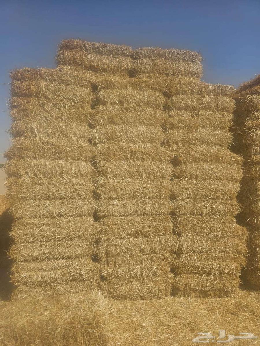 تبن شعير شد كلاس 85-90 للبيع في قرية العليا64572054683523110
